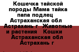 Кошечка тайской породы,Мама тайка-папа подлец. - Астраханская обл., Астрахань г. Животные и растения » Кошки   . Астраханская обл.,Астрахань г.